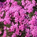 Phlox douglasii 'Racker Jack'